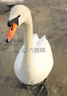 天鵝,鳥,自然