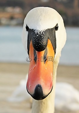 天鵝,鳥,自然