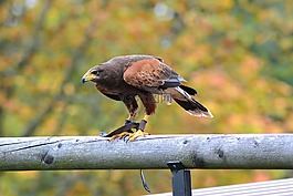 米蘭,野生動(dòng)物公園,鳥