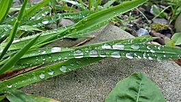 草,露珠,水