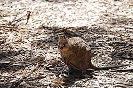 quokka,动物,澳大利亚
