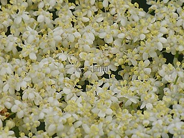 平复,背景,开花