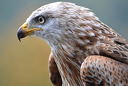 米蘭,野生動物公園,鳥