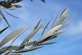 橄榄,分支机构,叶