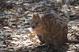 quokka,澳大利亚,动物