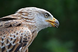 米蘭,野生動(dòng)物公園,鳥