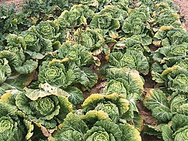 大白菜,绿色,蔬菜