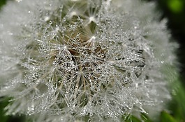 蒲公英,滴,濕