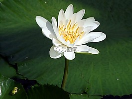 水百合,花,青蛙