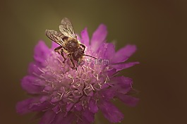 聋哑skabiose,scabiosa骨灰,忍冬科