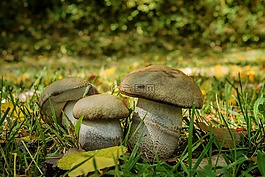 真菌,楊樹 bolet,食品 duriusculum f