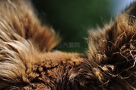 耳朵,观点,视图的方向