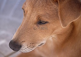 狗,年轻的狗,布朗
