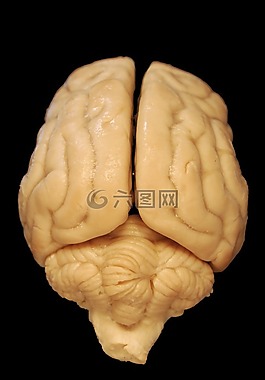 腦,解剖學,狗