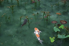 水,海洋,海