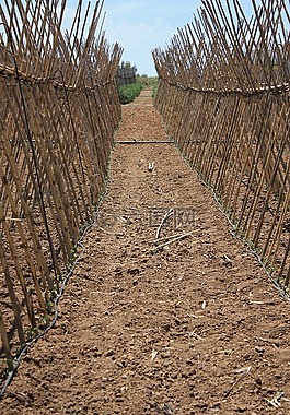 cañas,地球,番茄植物