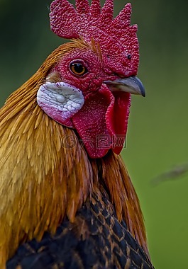 哈恩,動物,動物肖像