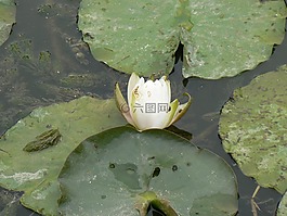 水百合,克里克,性質(zhì)