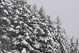树木,冷杉,雪