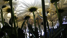 背景,白色的花,性質(zhì)