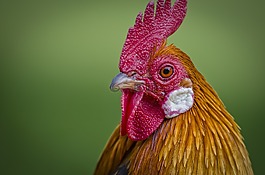 哈恩,動物肖像,家禽
