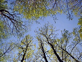 性質(zhì),樹(shù)木,天空