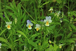 鮮花,俄羅斯,makrosemka