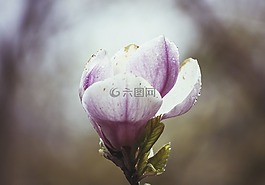花,紫羅蘭色,花瓣