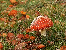蘑菇,秋季,紅色飛木耳