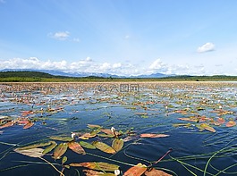 湖,秋季,野草