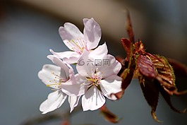 鮮花,蘋果樹,春天