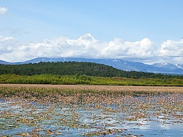 湖,秋季,野草