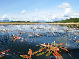 湖,秋季,野草