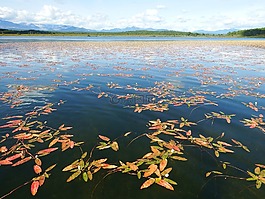 湖,秋季,野草