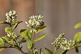 花,蜜蜂,授粉