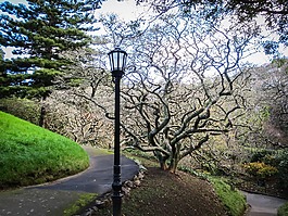 公園,花園,燈籠