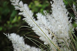 自然,植物區(qū)系,草