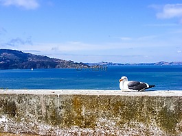 海鷗,鳥,羽毛