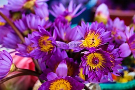 睡蓮,花,斯里蘭卡