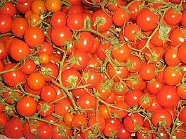 蕃茄,桁架,蔬菜