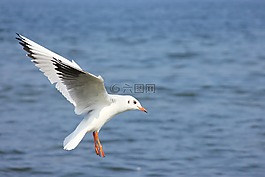 海鷗,水,波羅的海