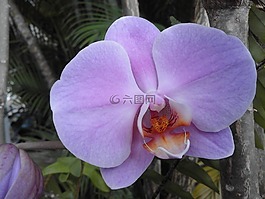 花,蘭花,性質(zhì)