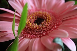 非洲菊,粉紅色,花