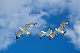 海鷗,鳥,性質(zhì)