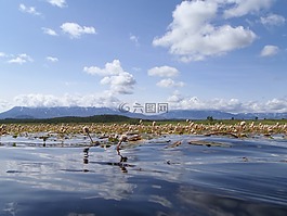 湖,秋季,野草