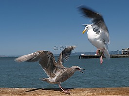 海鷗,鳥,動(dòng)物