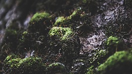 背景图片,moss,树