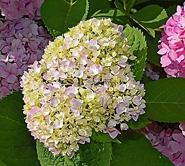 粉紅色和黃色的繡球花,灌木,花
