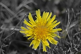 花,黃色,黃色的花