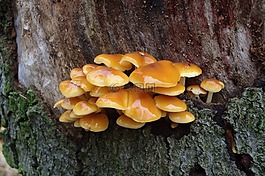 蘑菇,黃色,日志